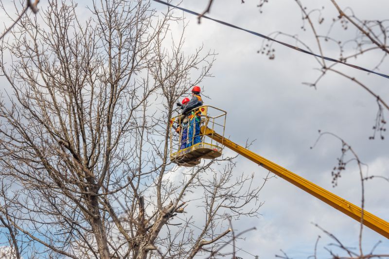 Treehouse Construction